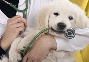 Animal Health Animal Health